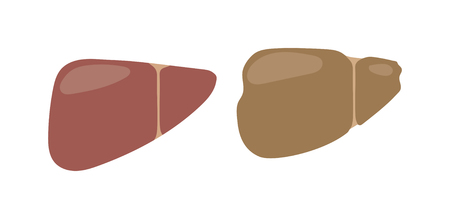 Vector of Realistic human liver vector - ID:1-59639888 - Royalty Free ...