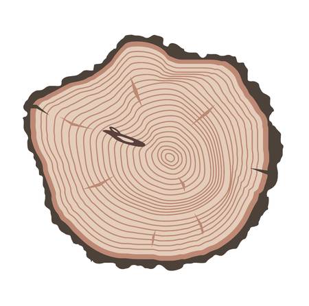 Wood slice texture wooden circle cut tree material. Tree slices wood trunk section natural timber. Slice of tree trunk. Aging round tree slices lumber pattern ring isolated bark.のイラスト素材