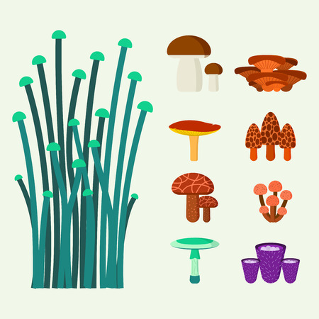 Mushrooms for cook food and poisonous nature meal vegetarian healthy autumn edible and fungus organic vegetable raw ingredient vector illustration.のイラスト素材