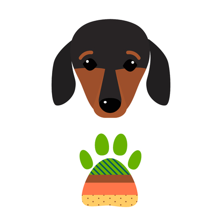 Little dachshund puppy cute head brown purebred mammal sweet dog young pedigreed animal breed vector illustration. Funny beauty friend domestic pet.のイラスト素材