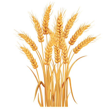 Golden wheat stalks against isolated white background. Vector illustration showcasing ripe wheat sheaves, ideal agricultural themes, natural product packaging, harvestinspired designs. Stalks drawnのイラスト素材
