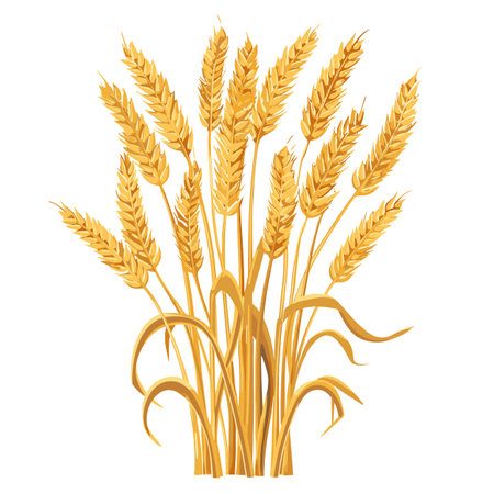 Golden wheat ears growing tall, ready harvest, vector style, isolated white background. Ripe wheat stalks indicate agricultural season, autumn theme, crop production. Detailed illustration suitableのイラスト素材