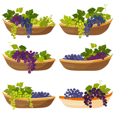 Wooden bowls filled colorful grapes, green leaves. Fresh fruit concept organic produce harvest. Bunches green, purple grapes, nutritious foodのイラスト素材