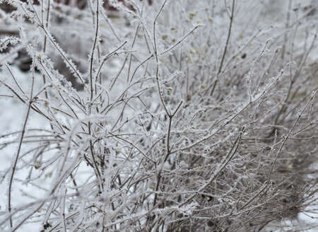 plant in the snow