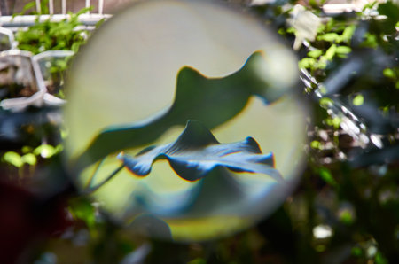 Summer fading under the magnifying glass in the houseの写真素材