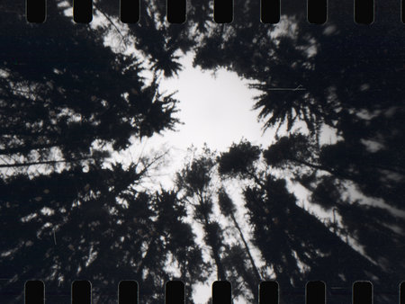 Pinhol photo of the winter forest on filmの写真素材