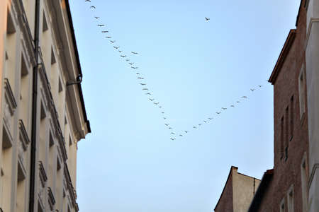 wedge of birds flying over the cityの写真素材