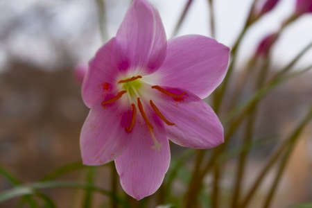 a beautiful pink flower close-up on the soft background