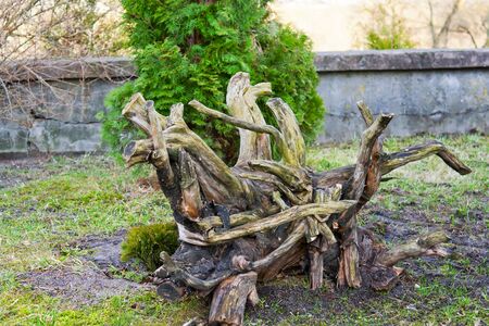 the figure of a tree against a background of green grass and treesの写真素材