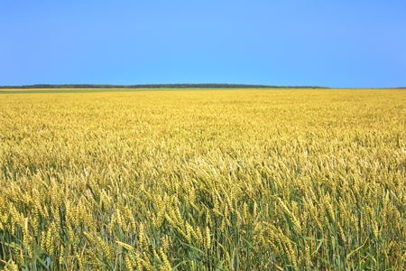 golden wheat field and blue sky backgroundの写真素材