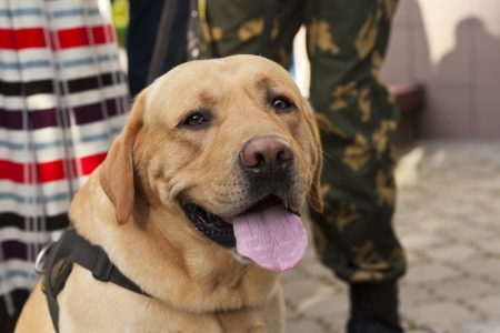 Beautiful yellow labrador sitting outdoors close-up with ownerの写真素材