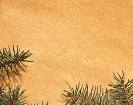 Beige old paper decorated with fir branchesの写真素材