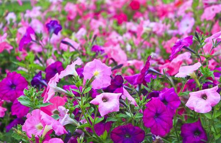 Pink petunia flowers grow in the gardenの写真素材