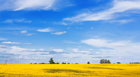 Blooming canola field and beautiful blue sky landscapeの写真素材