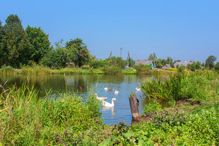 White swans floating on the river in summerの写真素材