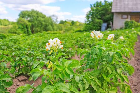Bed of flowering potatoes in the countrysideの写真素材