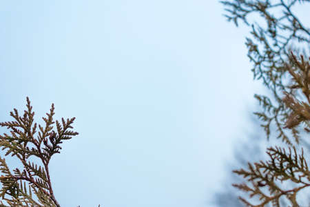 The frame from tree branches against the blue skyの写真素材
