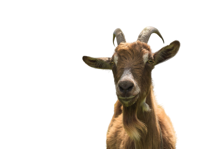 Goat isolated on white background closeup. Front viewの写真素材
