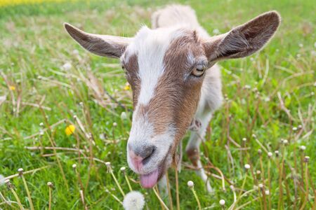 Haired goat on the meadow closeup. Front view