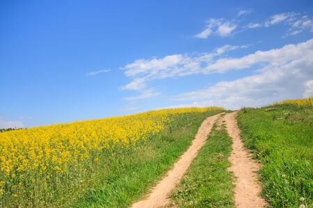 Rural road through a field of rapeseed and blue sky landscapeの写真素材