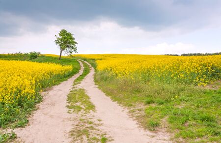 Country road through a field of rapeseed, dramatic sky and lonely tree