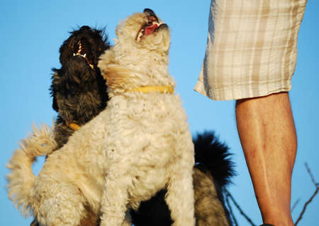 Happy dogs at the feet of his beloved masterの写真素材