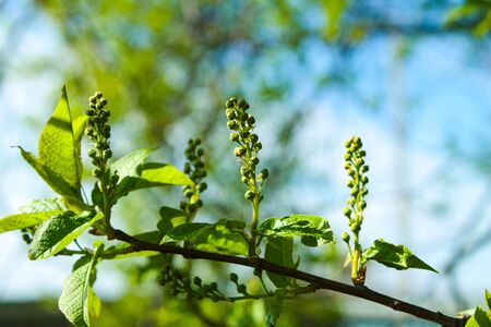 Bird cherry flowers begin to bloom in spring.の写真素材