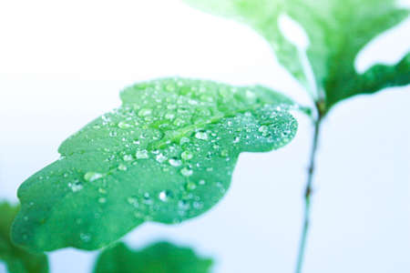 Young oak leaf with dew drops. Close-up..