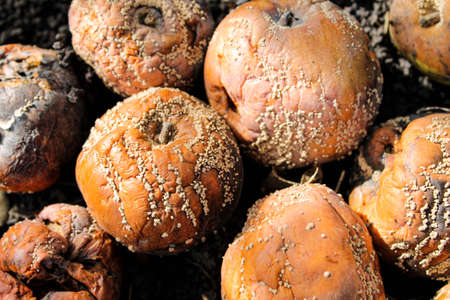 Rotten apples with mold. The apples on the ground are spoiled. Close-upの写真素材