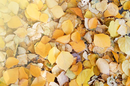 Yellow leaves lie on the ground. Fallen leaves in autumn. Texture.