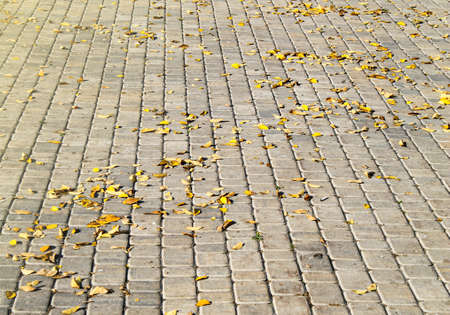 There are yellow leaves on the road.の写真素材
