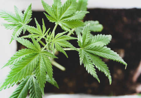 Cannabis cultivation.Hemp bush on a background of sunlight.