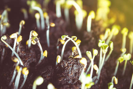 Seeds sprout from the ground. Young seeds are drawn towards the light. Germination of seedlings. Green stems emerged from the seed.の写真素材