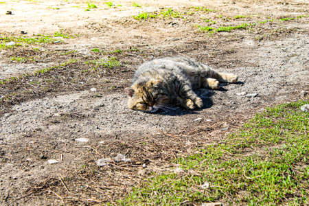 The cat lies on the ground under the sun. The cat is resting on the ground. A beautiful cat lies on the grass in summer.の写真素材