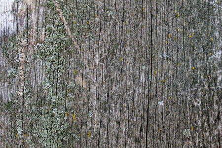 Old cracked tree. Old wood texture. A knot on a board. Wood plank texture close up.