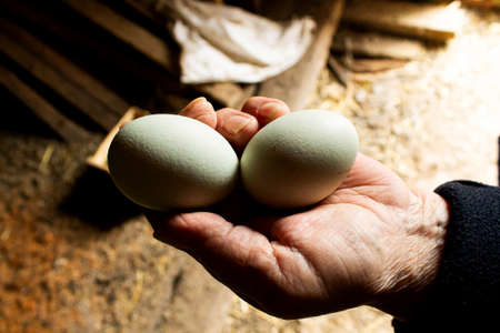 The farmer holds chicken eggs in his hand. Chicken eggs in the hands of the grandmother. The mother...