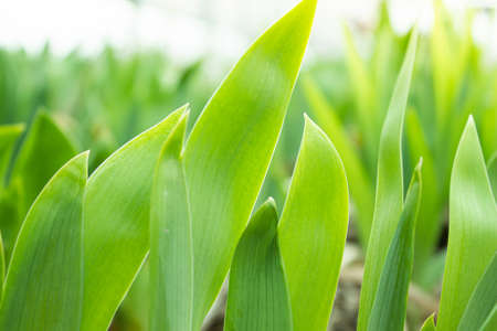 Green grass close up. The suns rays are shining on the grass.の写真素材