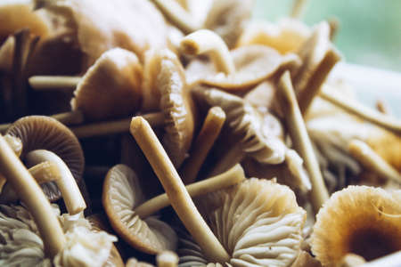 Mushrooms close-up. Honey mushrooms collected. A bunch of mushrooms. Mushroom slide.の写真素材