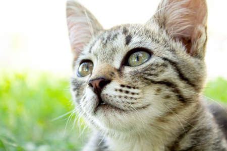 Kitten in the green grass. A small kitten lies on the ground. Siamese cat close up. Cat eyes.