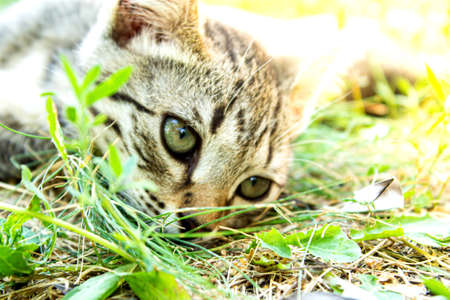Kitten in the green grass. A small kitten lies on the ground.