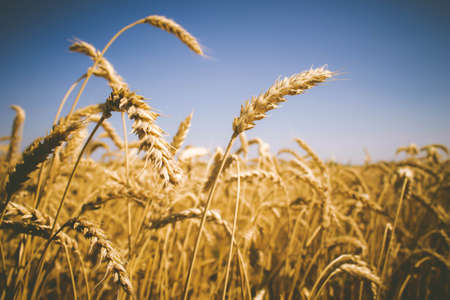 Wheat ears in the hand of the farmer. Rye in the field before harvesting.の写真素材