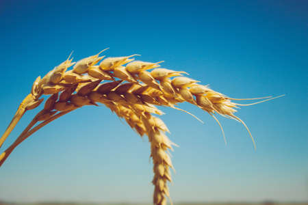 Wheat ears in the hand of the farmer. Rye in the field before harvesting.の写真素材