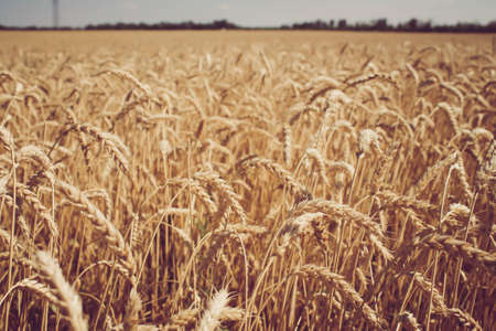 Wheat ears in the hand of the farmer. Rye in the field before harvesting.の写真素材