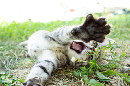 Kitten in the green grass. A small kitten lies on the ground.