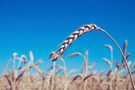 Wheat ears in the hand of the farmer. Rye in the field before harvesting.の写真素材