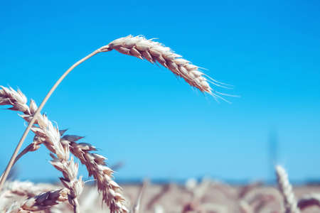 Wheat ears in the hand of the farmer. Rye in the field before harvesting.の写真素材