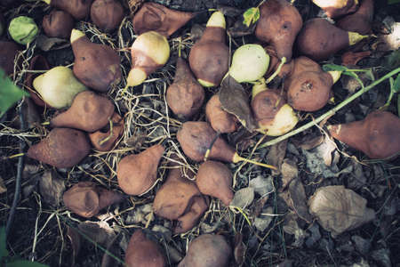 Rotten fruits on the tree. Spoiled pear fruits. Expired fruits. Unsuitable for eating fruits. The end of the shelf life of the products.の写真素材