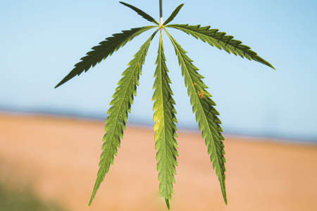 Cannabis leaves close up. Green cannabis tree.