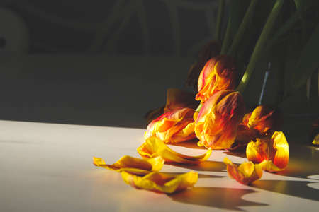 Withered flowers. Dry tulips in the sun. Fallen flowers. Bouquet of flowers in a vase on the table. After the holiday. Bad bouquet. old holiday gift. Leaves on the table. tragic picture.の写真素材
