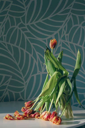 Withered flowers. Dry tulips in the sun. Fallen flowers. Bouquet of flowers in a vase on the table. After the holiday. Bad bouquet. old holiday gift. Leaves on the table. tragic picture.の写真素材